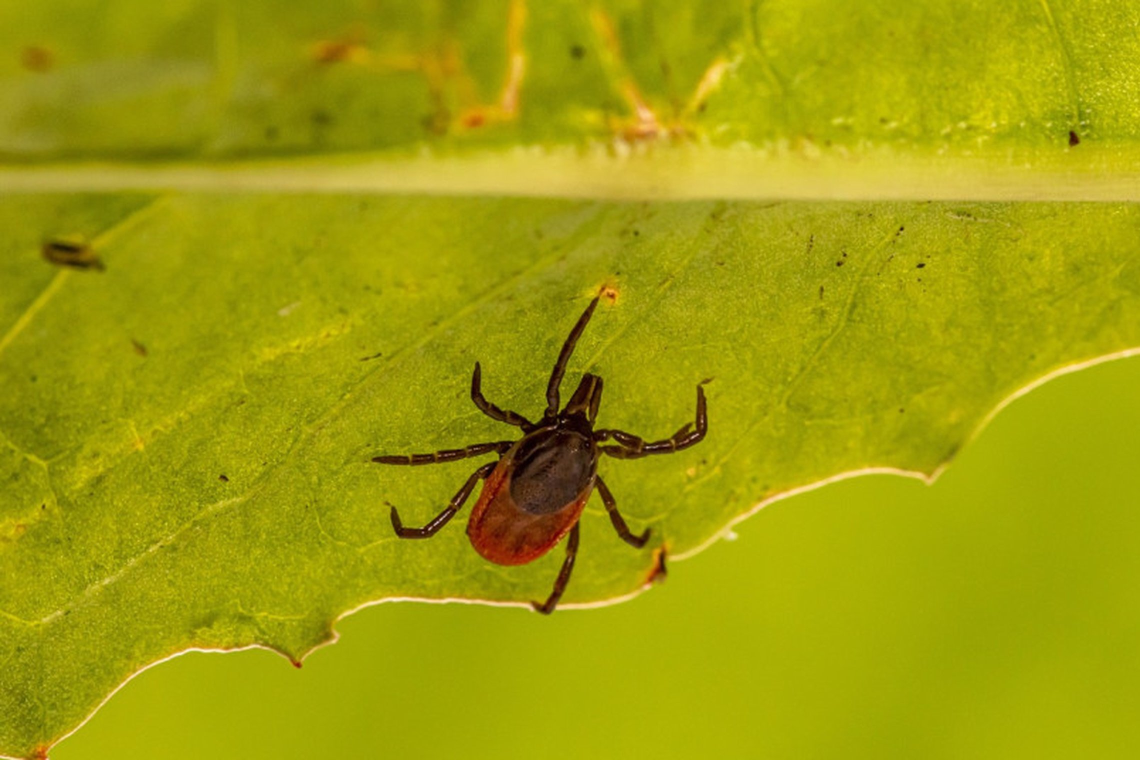 Iliustracija