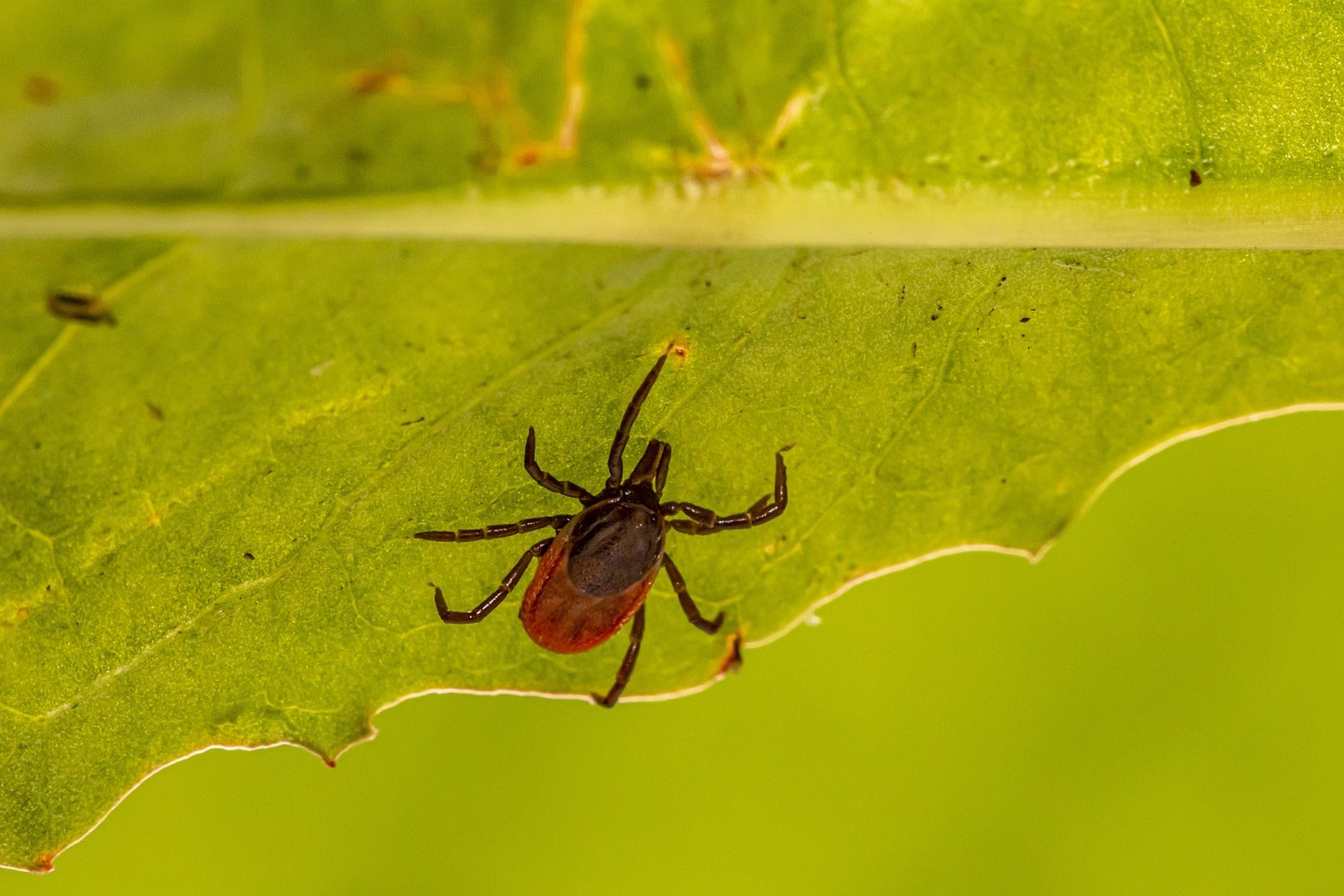 Iliustracija