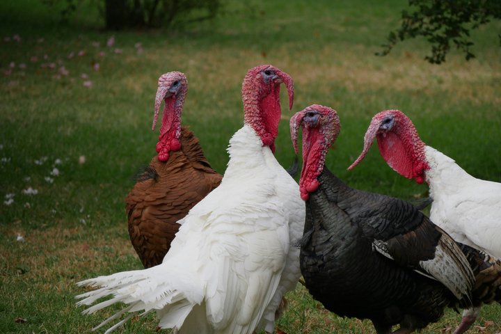 4 kalakutai