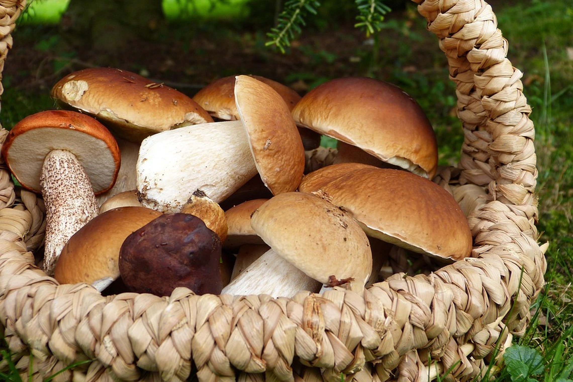 Iliustracija