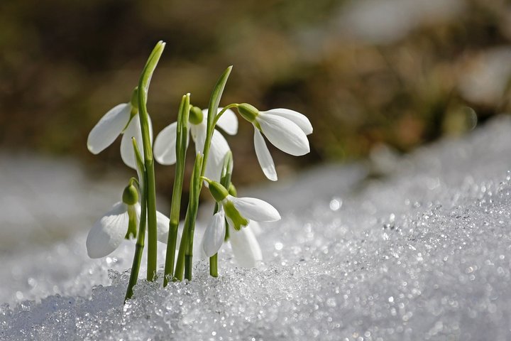 Gėlės (snieguolės) sniege